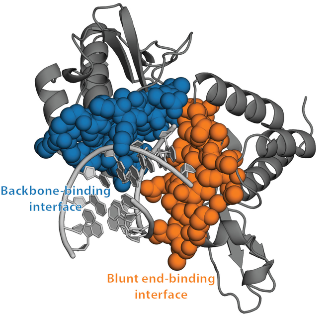 百万人贡献pc共同分析新冠"折叠蛋白",算力=500台超级计算机