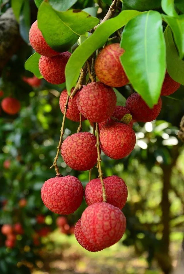 逗笑贵妃的广东荔枝成熟啦嫩白软滑平均能达到19蜜甜人都甜醉啦