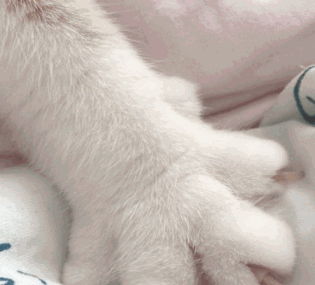 喵爷正能量猫咪的甜蜜暴击你绝对没看过的猫爪垫