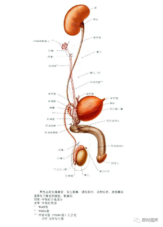 精索精索是由输精管,睾丸
