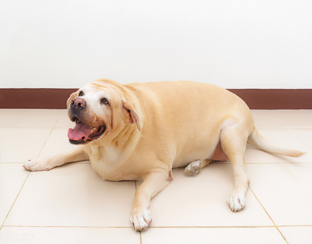 宠物肥胖率创历史新高，调查揭示该问题对宠物和主人造成“双重影响”