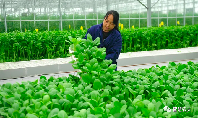 智慧农夫, 无土栽培之水培技术！原来是这样……