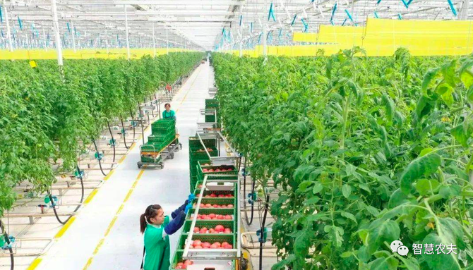 智慧农夫, 现代设施种植建设专项实施方案（2023—2030年）