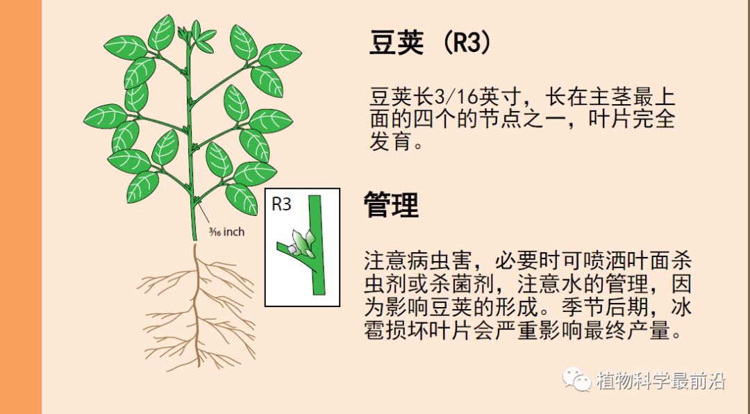 黄豆芽的结构图片图片