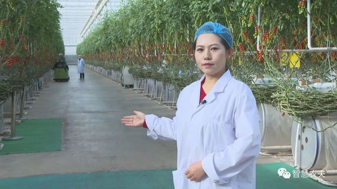 智慧农夫, 这个智能温室年产串番茄2500吨