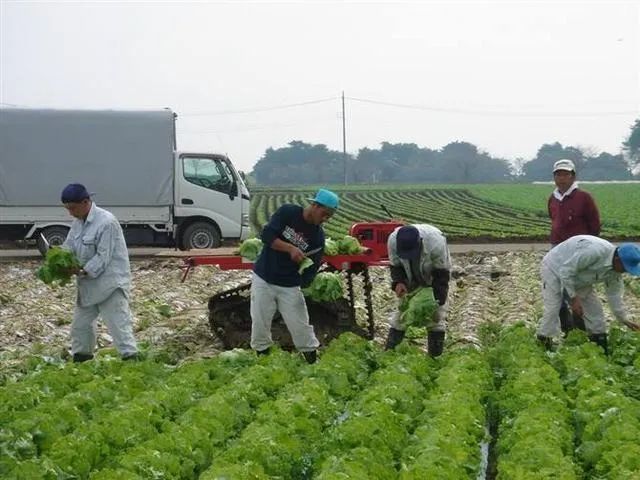 农业行业观察, 重磅梳理！日本农业10大发展模式，我们可以学到什么（附3点解读）