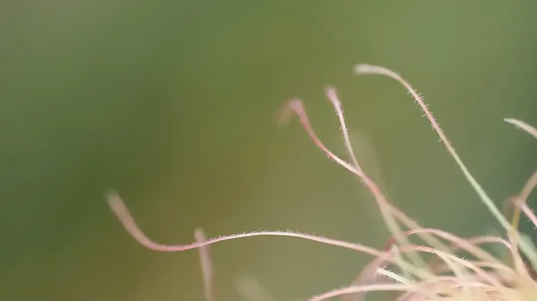 SOP sop
