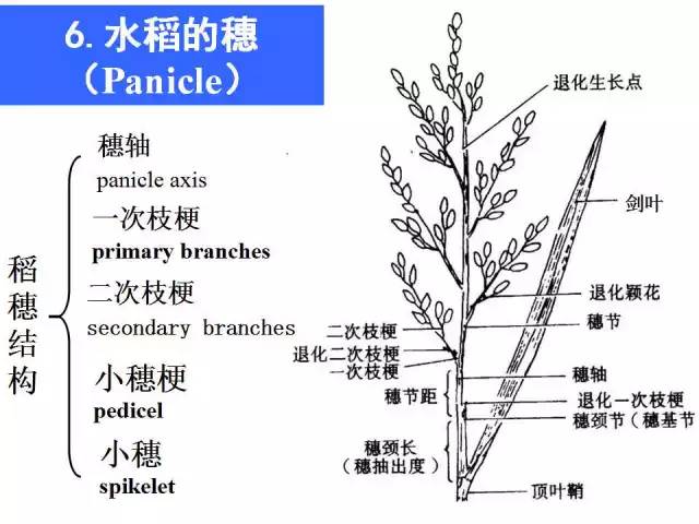 谷类结构图片