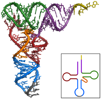 trna 呈三葉草結構,作用於翻譯過程.