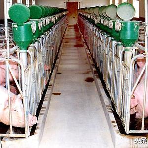生猪养殖企业开始进入“暴利”期，优秀上市公司行情远未结束