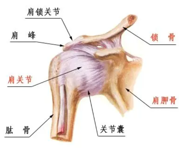 新知达人, 肩周炎相关解剖、评估和治疗
