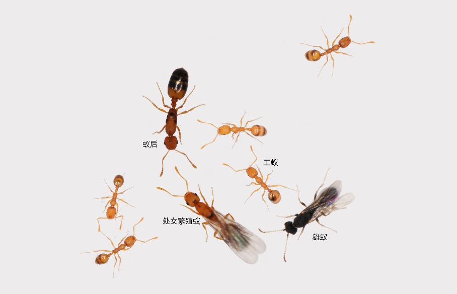蚂蚁等级制度分布图片图片