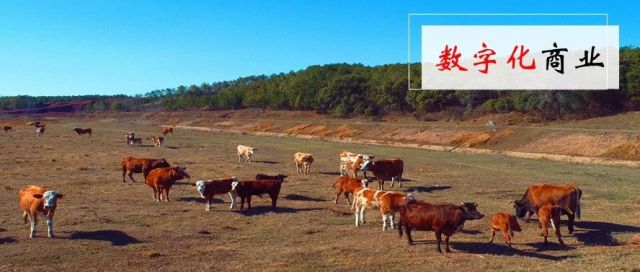 聚焦畜牧业——历年畜牧业政策脉络梳理