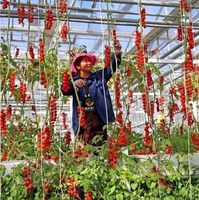 在温室大棚种植番茄需要注意什么？