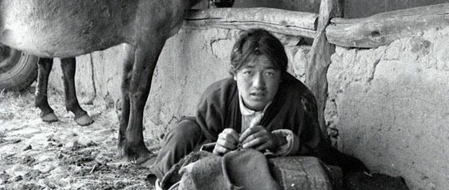 西藏解放前有多黑暗？真实的触目惊心！农民不如耗牛