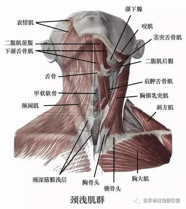 脖子两边的构造图图片图片