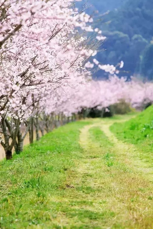 最美人間四月天願所有花開不負歸期