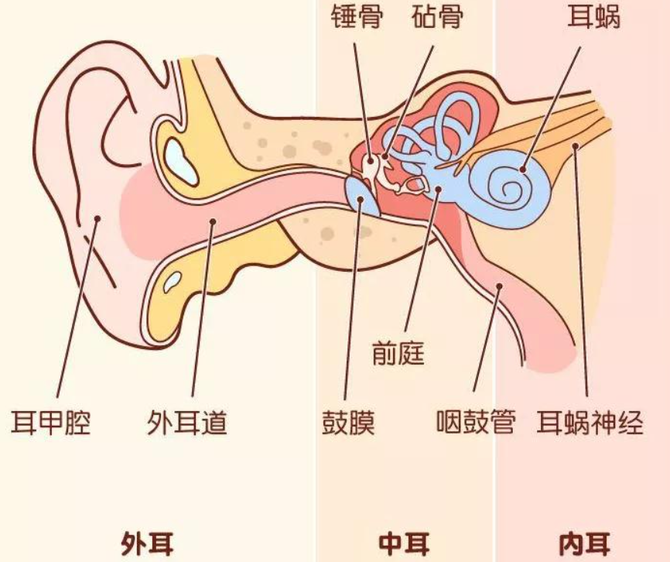 轻行研咽鼓管扩张球囊从美敦力nuvent获fda批准说起耳鼻喉科