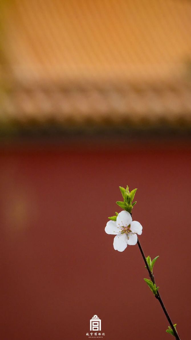 春天的故宫有多美一览600年的紫禁城