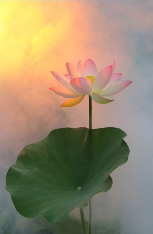 41年只拍一朵荷花72岁老人用傻瓜相机把荷花拍到极致第一张就惊艳了