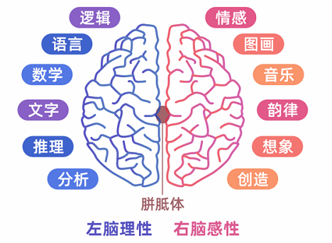 科学研究表明,人类的大脑有"左右"之分,左脑侧重于理性思维,善于推理