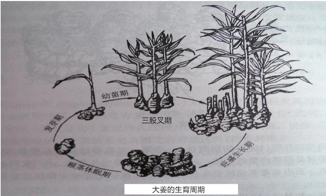 农极客科普生姜生长周期的水肥管理以及常见的病虫害防治办法太全面了