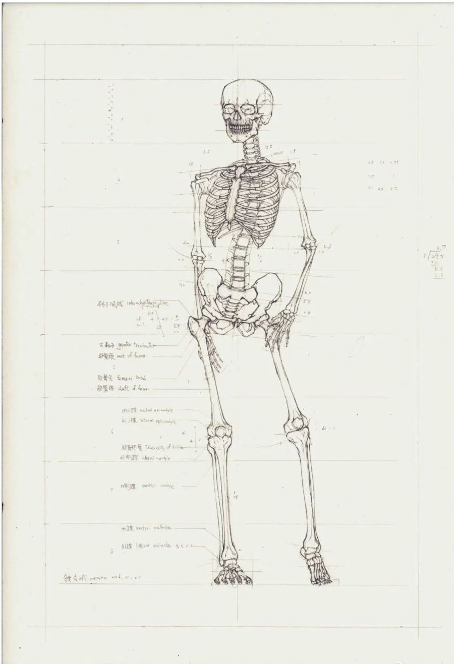 人骨图片全身素描图片