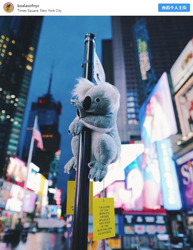 新知达人, Koalas of NYC 街头悬挂毛绒考拉引人关注澳洲火灾|苹果新春短片《女儿》温情上线|深圳地铁站点界面调整