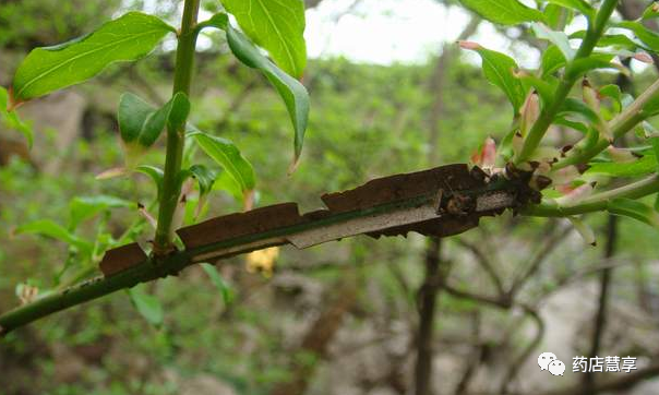 [鬼箭羽的作用]主治具有破血通经,解毒消肿,杀虫之功效.
