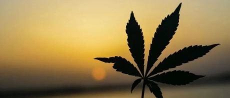 2022年工业大麻行业研究报告