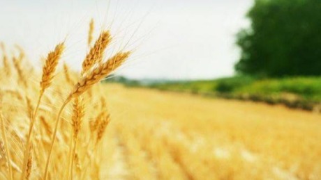 “喂饱世界”的印度小麦产量锐减，是否影响全球小麦供应格局