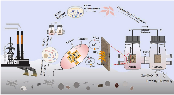 專訪李鋒丨天大團隊耗時八年構建「高效微生物電催化系統」,助力綠色
