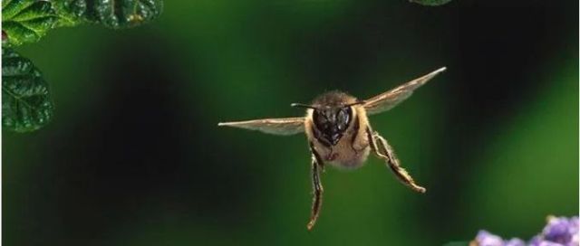打破常规！中国团队打造的蜜蜂“侦察兵”如何实现转向飞行？