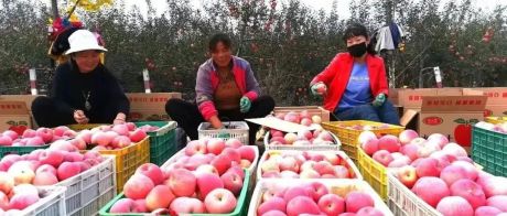 困在苹果地里的陕西果农，按件计费6分钱，一亩地收入不到2000元