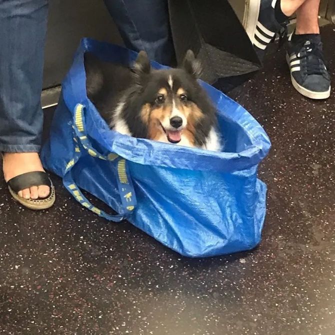 新知达人, 纽约地铁：禁止带狗，除非包里塞得下！于是，出现了一道别样风景线...