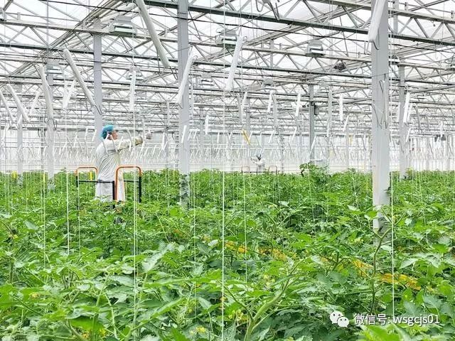 溫室大棚遮陽網的種類及作用方便您夏季農業種植選擇