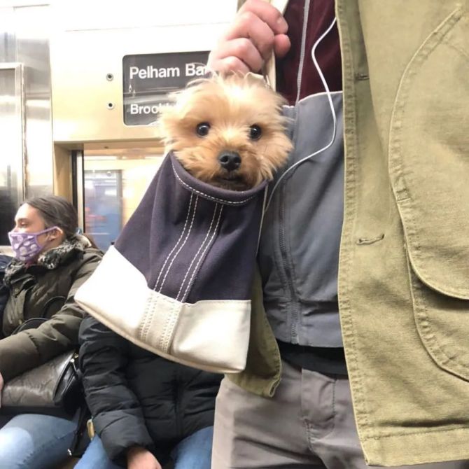 新知达人, 纽约地铁：禁止带狗，除非包里塞得下！于是，出现了一道别样风景线...
