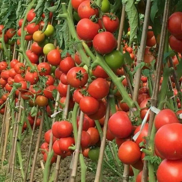 干货 | 番茄黑杆的五大原因及防治措施