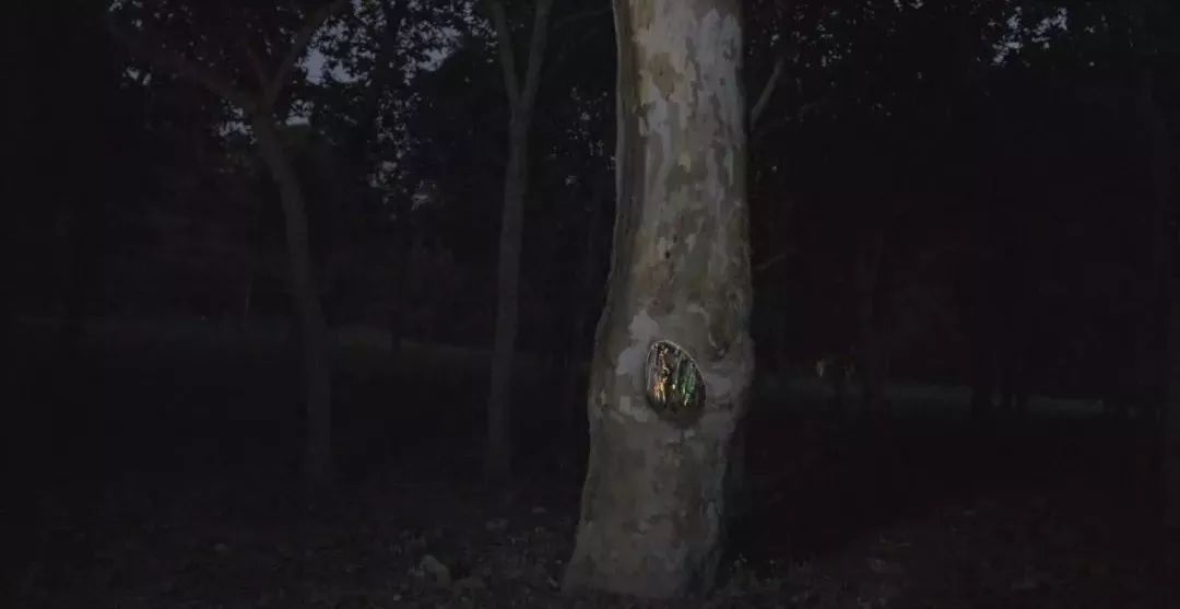 新知图谱, 惊艳!有趣的森林景观叫人流连忘返