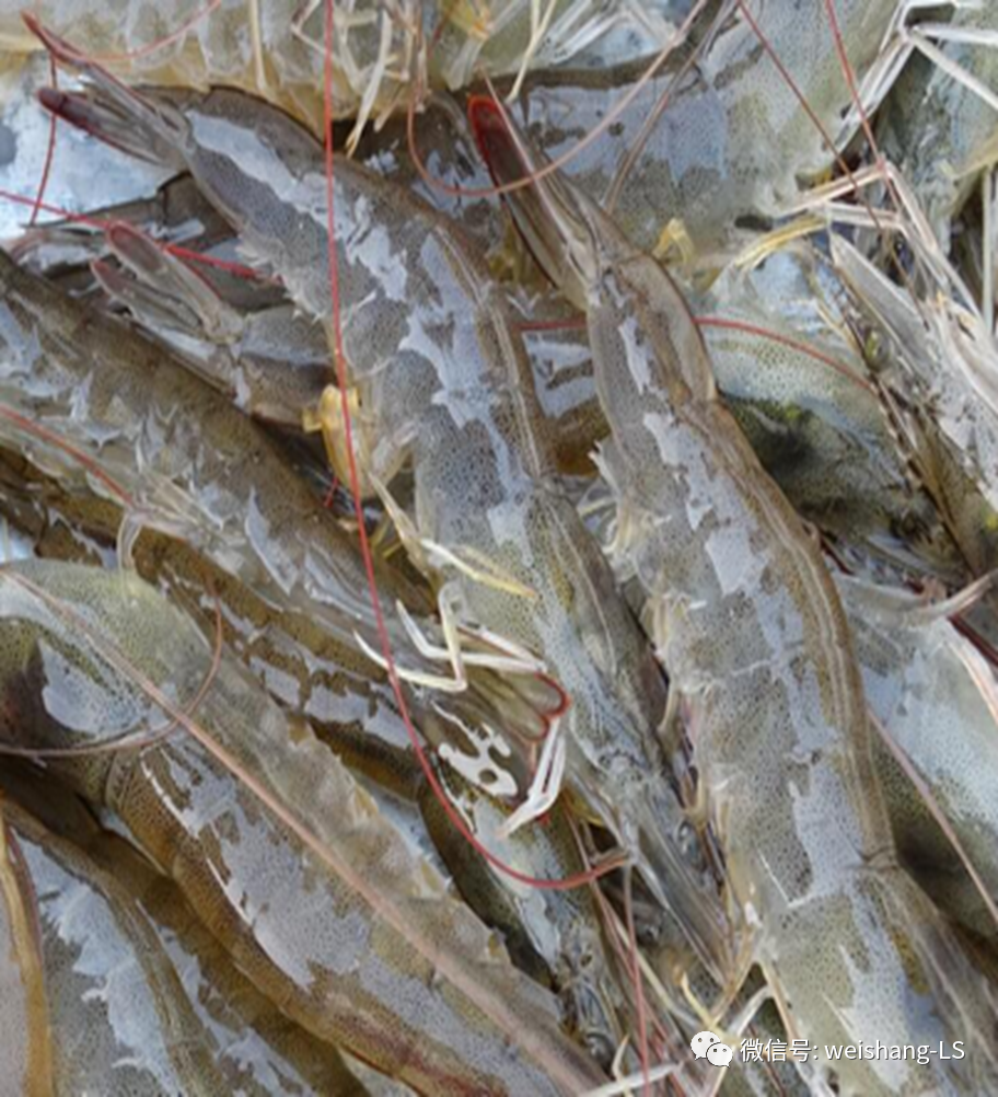 活明虾的简介:系统名称:基尾虾,明虾,学名凡纳对虾,南美白对虾,又俗称