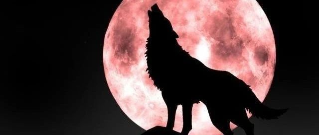 像狼和狐一样，对着圆月沉思一晚