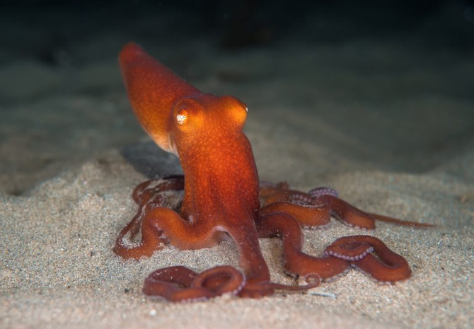 例如,南方沙章魚(southern sand octopus)可以從身體噴出水柱,然後用