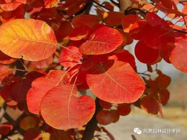 色叶植物可分为常色叶植物,春色叶植物和秋色叶植物三种