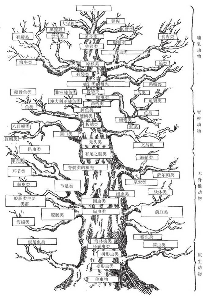 新知达人, "品牌崛起"拼多多:一场高性价比的国货集结