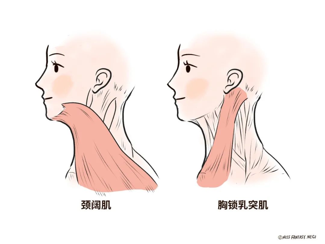 張開,大小臂為90度,垂直往下拉;然後側頭轉向一邊,胸鎖乳突肌會鼓起來