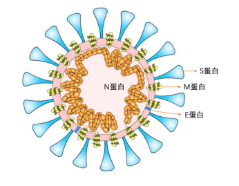 小包膜糖蛋白(e,envelope protein,较小,与包膜结合的蛋白);膜