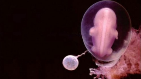 第三代试管婴儿是筛选鲜胎还是胚囊？