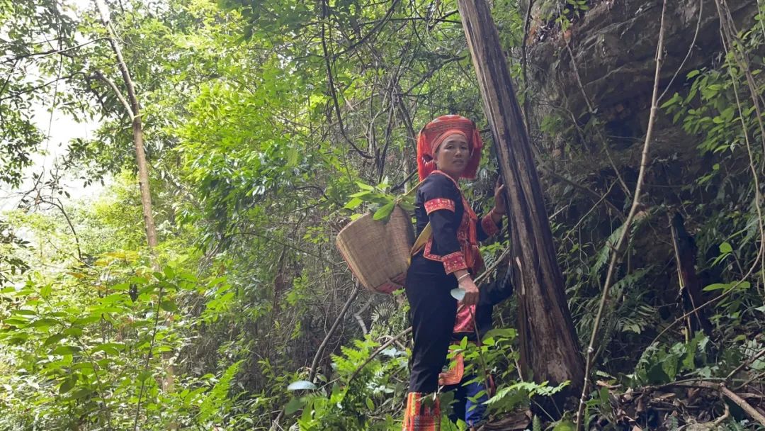 覃姐上山采药