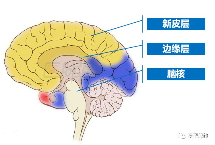 大腦是所有器官中最複雜的一部分,從結構維度可以區分為三個部分:腦核