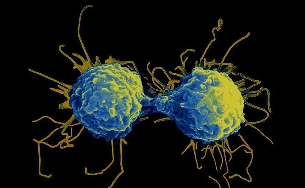 t细胞和b细胞现代免疫学的起点